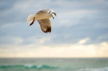 Wildlife of Bermuda