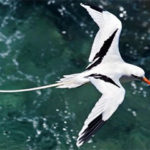 bermuda-longtails-bermuda-wildlife