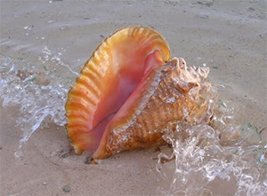 bermuda-queen-conch-bermuda-wildlife