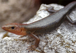 bermuda-skink-bermuda-wildlife